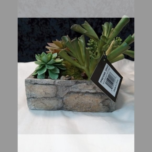 Gold Eagle Succulent Rock Garden - Picture 5 of 9